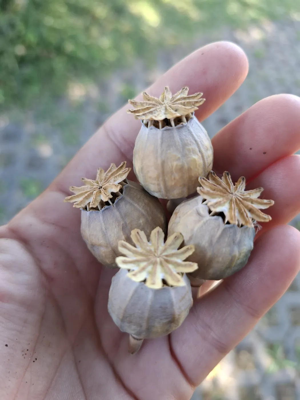 Getrocknete Mohnkapseln in einer Hand